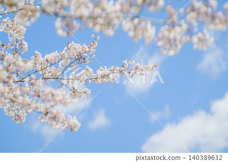 Cherry blossoms in full bloom and blue sky (taken with an old lens) Cherry blossoms in full bloom and blue sky (taken with an old lens) 140389632