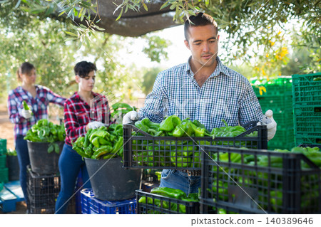 Man gardener stacking crates with pepper Man gardener stacking crates with pepper 140389646