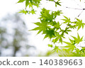 一幅由鮮嫩翠綠的楓葉和散景構成的精美畫作。 140389663