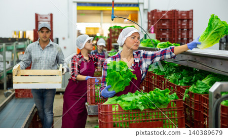 Woman sorting green lettuce on agricultural processing factory Woman sorting green lettuce on agricultural processing factory 140389679