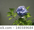The fresh green leaves and beautifully rounded blue-violet hydrangeas stand out beautifully against the simple background. 140389684
