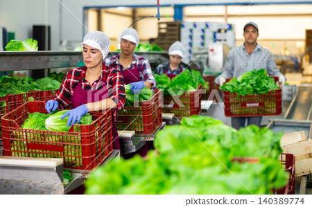 Woman sorting fresh lettuce in vegetable factory Woman sorting fresh lettuce in vegetable factory 140389774