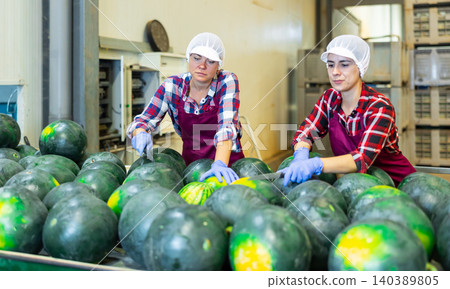 Women hardworking in agricultural facility, sorting watermelons Women hardworking in agricultural facility, sorting watermelons 140389805