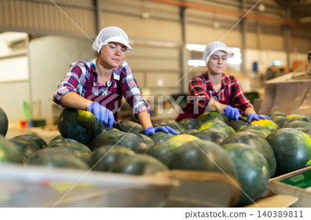 Female worker sorting watermelons in fruit factory workshop Female worker sorting watermelons in fruit factory workshop 140389811