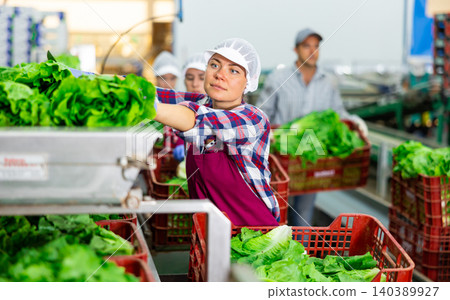 Woman in uniform during ripe sorting lettuce at warehouse at vegetable factory Woman in uniform during ripe sorting lettuce at warehouse at vegetable factory 140389927