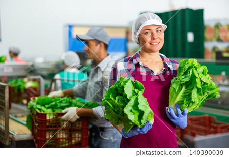 Smiling workwoman working on lettuce sorting line in vegetable factory 140390039