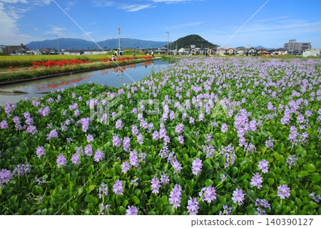 在元藥師寺(國家指定特別歷史遺跡)所在地,以及大和三山和宇尼比山附近,生長著大量的鳳眼蓮。 在元藥師寺(國家指定特別歷史遺跡)所在地,以及大和三山和宇尼比山附近,生長著大量的鳳眼蓮。 140390127