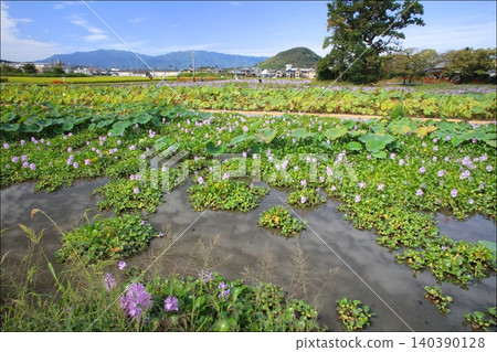 在元藥師寺(國家指定特別歷史遺跡)所在地,以及大和三山和宇尼比山附近,生長著大量的鳳眼蓮。 在元藥師寺(國家指定特別歷史遺跡)所在地,以及大和三山和宇尼比山附近,生長著大量的鳳眼蓮。 140390128