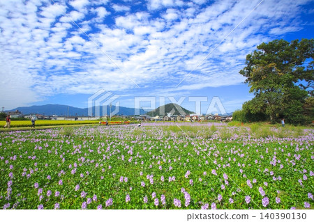 在元藥師寺（國家指定特別歷史遺跡）所在地，以及大和三山和宇尼比山附近，生長著大量的鳳眼蓮。 140390130