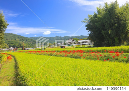 Early autumn in Asuka Village / Clusters of spider lilies and rice fields spreading around Tachibana-dera Temple (a nationally designated historical site). Early autumn in Asuka Village / Clusters of spider lilies and rice fields spreading around Tachibana-dera Temple (a nationally designated historical site). 140390134
