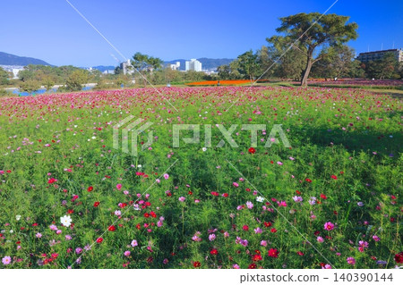 武庫川髫之渡波斯菊花園 武庫川髫之渡波斯菊花園 140390144