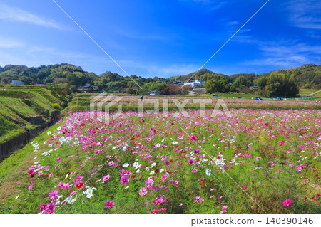 波多谷波斯菊村 / 梯田上盛開的波斯菊 / 日本百佳村之一 波多谷波斯菊村 / 梯田上盛開的波斯菊 / 日本百佳村之一 140390146