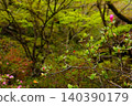 在鬱鬱蔥蔥的花園裡，杜鵑花苞正在綻放。 140390179