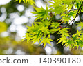 鮮嫩翠綠的楓葉在新生的葉片中閃耀，並呈現出散景效果。 140390180