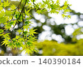 光線下，綠色的楓葉呈現半透明狀。 140390184