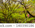 春意盎然的花園，點綴著翠綠的楓葉和含苞待放的杜鵑花。 140390186