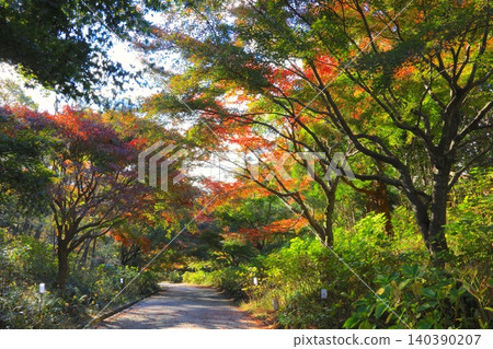 Maple tree tunnel path at Kobe Municipal Forest Botanical Garden / Mount Rokko / Setonaikai National Park Maple tree tunnel path at Kobe Municipal Forest Botanical Garden / Mount Rokko / Setonaikai National Park 140390207