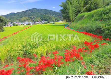 Early autumn in Asuka Village / Clusters of spider lilies and rice fields spreading around Tachibana-dera Temple (a nationally designated historical site). Early autumn in Asuka Village / Clusters of spider lilies and rice fields spreading around Tachibana-dera Temple (a nationally designated historical site). 140390230