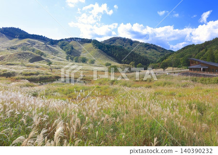 A vast expanse of pampas grass on Tonomine Plateau, where the autumn breeze gently blows. A vast expanse of pampas grass on Tonomine Plateau, where the autumn breeze gently blows. 140390232