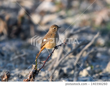 Daurian Redstart female staying on a branch Daurian Redstart female staying on a branch 140390260