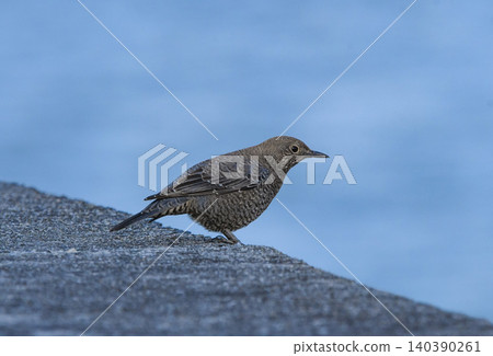 A female Rock Thrush standing on a dike A female Rock Thrush standing on a dike 140390261