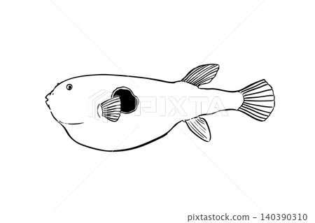 Illustration of a pufferfish; line drawing of a saltwater fish; in the style of a field guide. 140390310