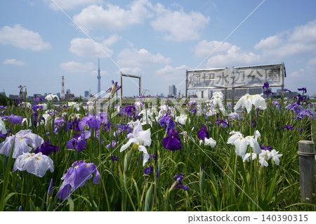 Horikiri Waterfront Park and Tokyo Skytree in early summer, adorned with irises Horikiri Waterfront Park and Tokyo Skytree in early summer, adorned with irises 140390315