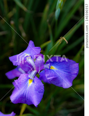 Japanese irises at the Magatama Pond in the Outer Shrine Japanese irises at the Magatama Pond in the Outer Shrine 140390357