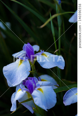 Japanese irises at the Magatama Pond in the Outer Shrine Japanese irises at the Magatama Pond in the Outer Shrine 140390358
