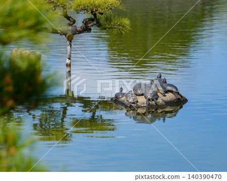 A group of red-eared sliders basking in the sun under a pine tree. 140390470