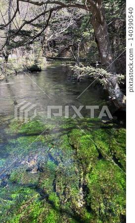 清水川清澈見底的河水和水下鬱鬱蔥蔥的植被-上高地 清水川清澈見底的河水和水下鬱鬱蔥蔥的植被-上高地 140390540