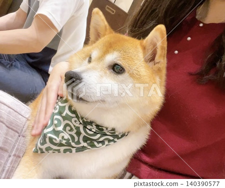 Interacting with Shiba Inu puppies 140390577