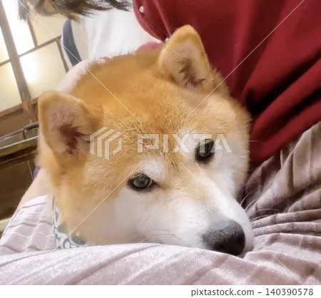 I was liked by a Shiba Inu... 140390578