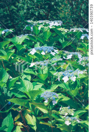 A landscape with blue hydrangeas A landscape with blue hydrangeas A landscape with blue hydrangeas A landscape with blue hydrangeas 140390739