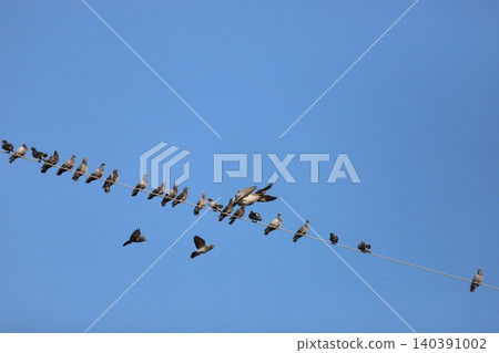 A flock of pigeons gathering on an electric wire A flock of pigeons gathering on an electric wire 140391002