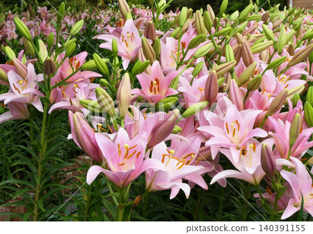 Lilium bluviferum Lilium bluviferum 140391155