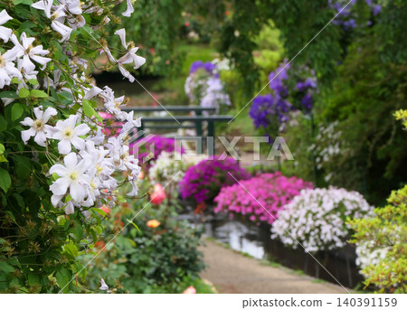 Clematis and petunias at Ashikaga Flower Park Clematis and petunias at Ashikaga Flower Park 140391159