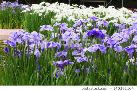 足利花卉公園的鳶尾花(第四部) 足利花卉公園的鳶尾花(第四部) 140391164