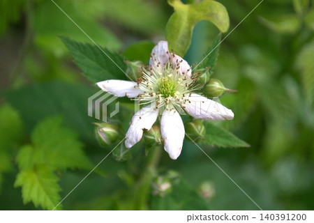 Blackberry flowers Blackberry flowers 140391200