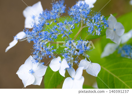 A close-up of the refreshing lacecap hydrangea that blooms in early summer. A close-up of the refreshing lacecap hydrangea that blooms in early summer. 140391237