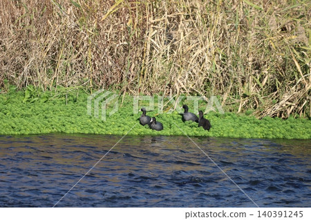 A coot resting by the water's edge. A coot resting by the water's edge. 140391245