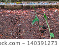 Ginger sprouts covered in raindrops after the rain. 140391273
