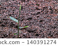 Ginger sprouts covered in raindrops after the rain. 140391274