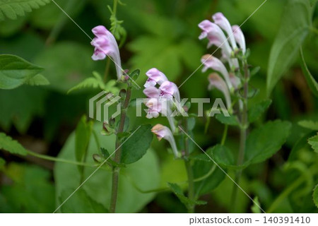 Pink Scutellaria, which blooms in early summer. Pink Scutellaria, which blooms in early summer. 140391410