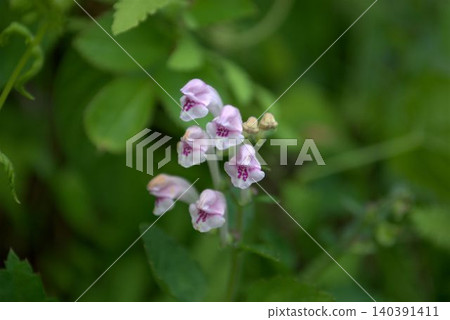 Pink Scutellaria, which blooms in early summer. Pink Scutellaria, which blooms in early summer. 140391411