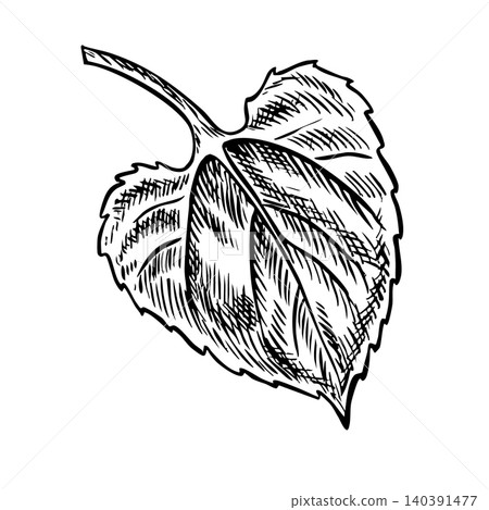 Sunflower leaf. Hand-drawn black and white vector illustration. Element of design for postcards, packaging and labels, posters, banners, and more. Sunflower leaf. Hand-drawn black and white vector illustration. Element of design for postcards, packaging and labels, posters, banners, and more. 140391477