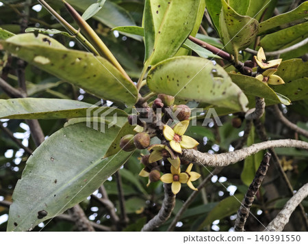 Beautiful Rhizophora apiculata Mangrove Flowers Blooming in the Wild Coast Beautiful Rhizophora apiculata Mangrove Flowers Blooming in the Wild Coast 140391550