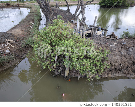 Indian Pluchea Plants Along Muddy Water Channel Bank Indian Pluchea Plants Along Muddy Water Channel Bank 140391551