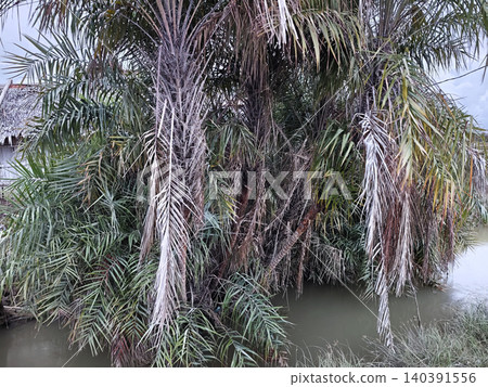 Wild Nipa Palm Trees Growing Near Muddy Tropical River 140391556