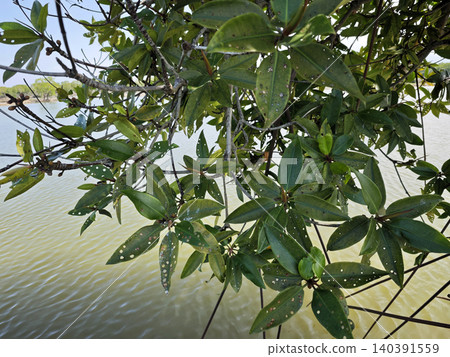 Rhizophora apiculata Leaves Overlooking Calm Tropical Water Surface 140391559